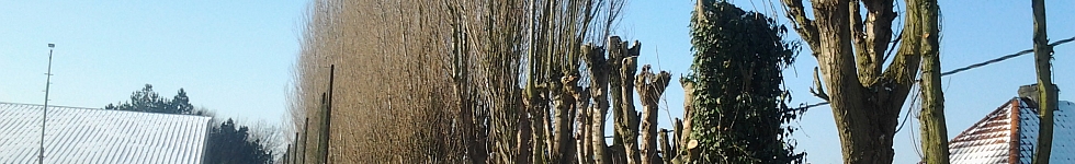 bomen snoeien