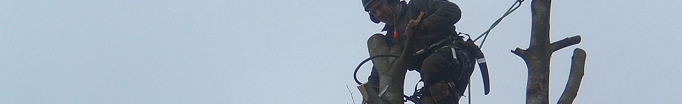 bomen snoeien grote hoogte